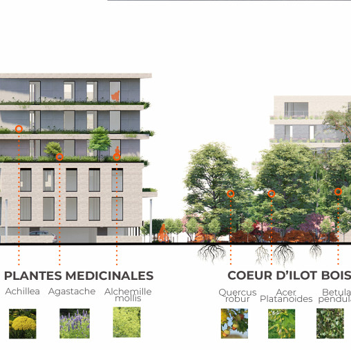 ELEVATION ILOT